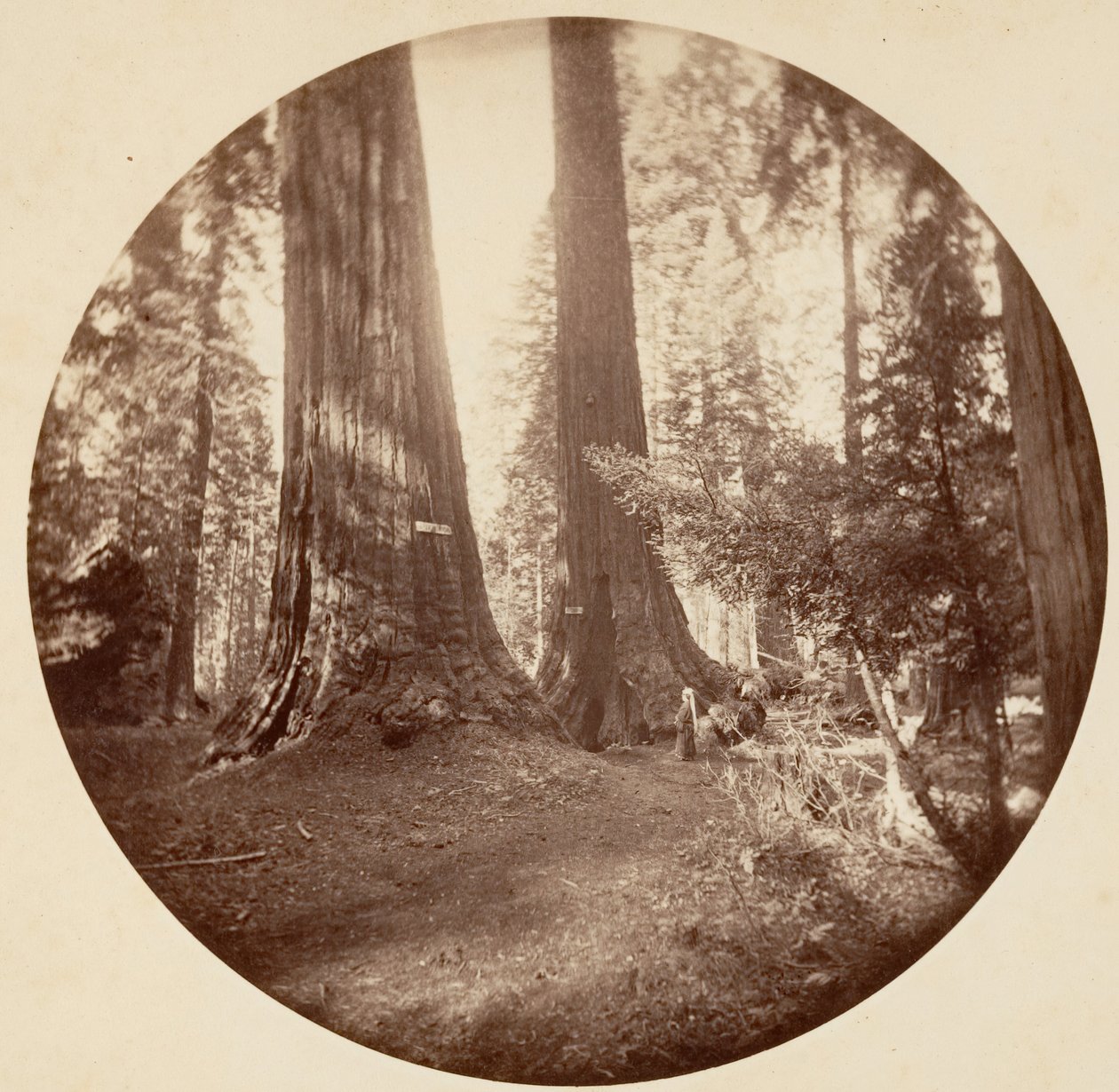 Old Dominium e la taverna di Zio Tom. Calaveras Grove, ca. 1878 da Carleton Emmons Watkins