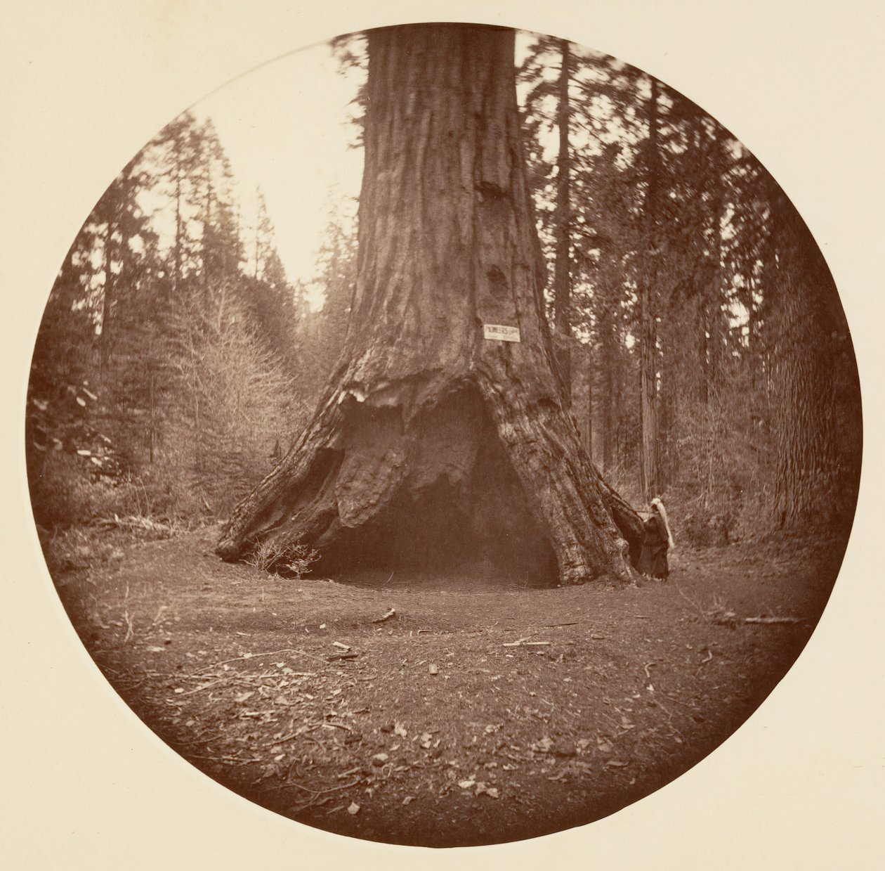 Cabina dei pionieri - Calaveras Grove, ca. 1878 da Carleton Emmons Watkins