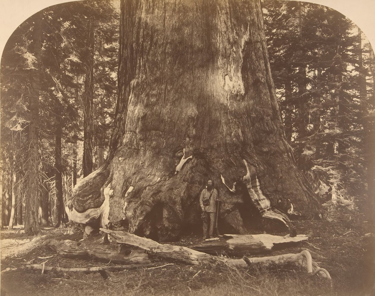 Sezione del Gigante Grisly, Mariposa Grove da Carleton Emmons Watkins