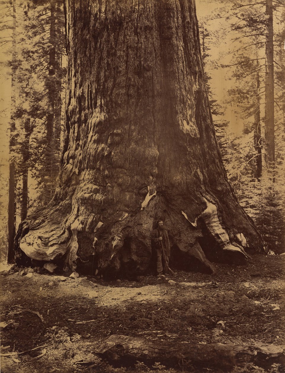 Sezione del Grizzly Giant con Galen Clark, Mariposa Grove, Yosemite, 1865-66 da Carleton Emmons Watkins