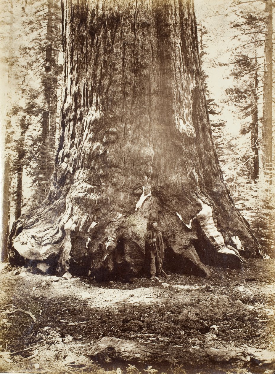 Sezione del Grizzly Giant con Galen Clark, Mariposa Grove, Yosemite, 1865-66 da Carleton E. Watkins
