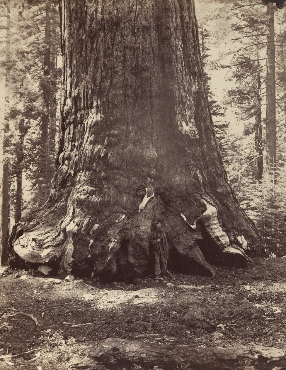 Sezione del Grizzly Giant con Galen Clark, Mariposa Grove, Yosemite, 1865-66, stampato ca. 1876 da Carleton Emmons Watkins