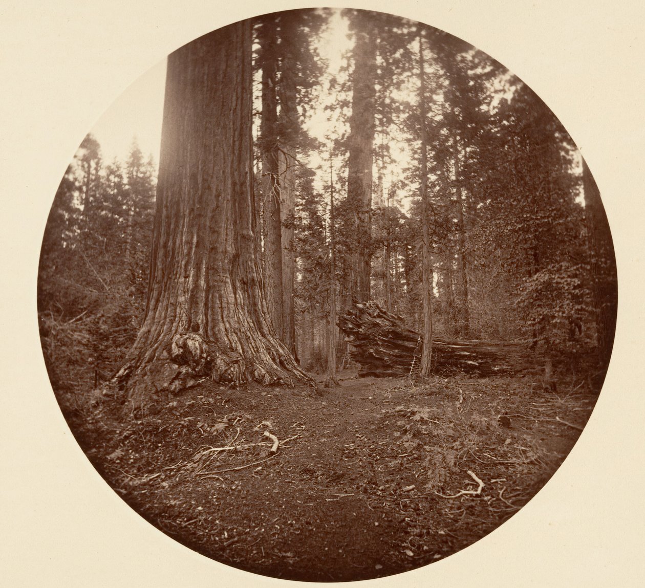 Il padre della foresta - C. Grove, ca. 1878 da Carleton Emmons Watkins