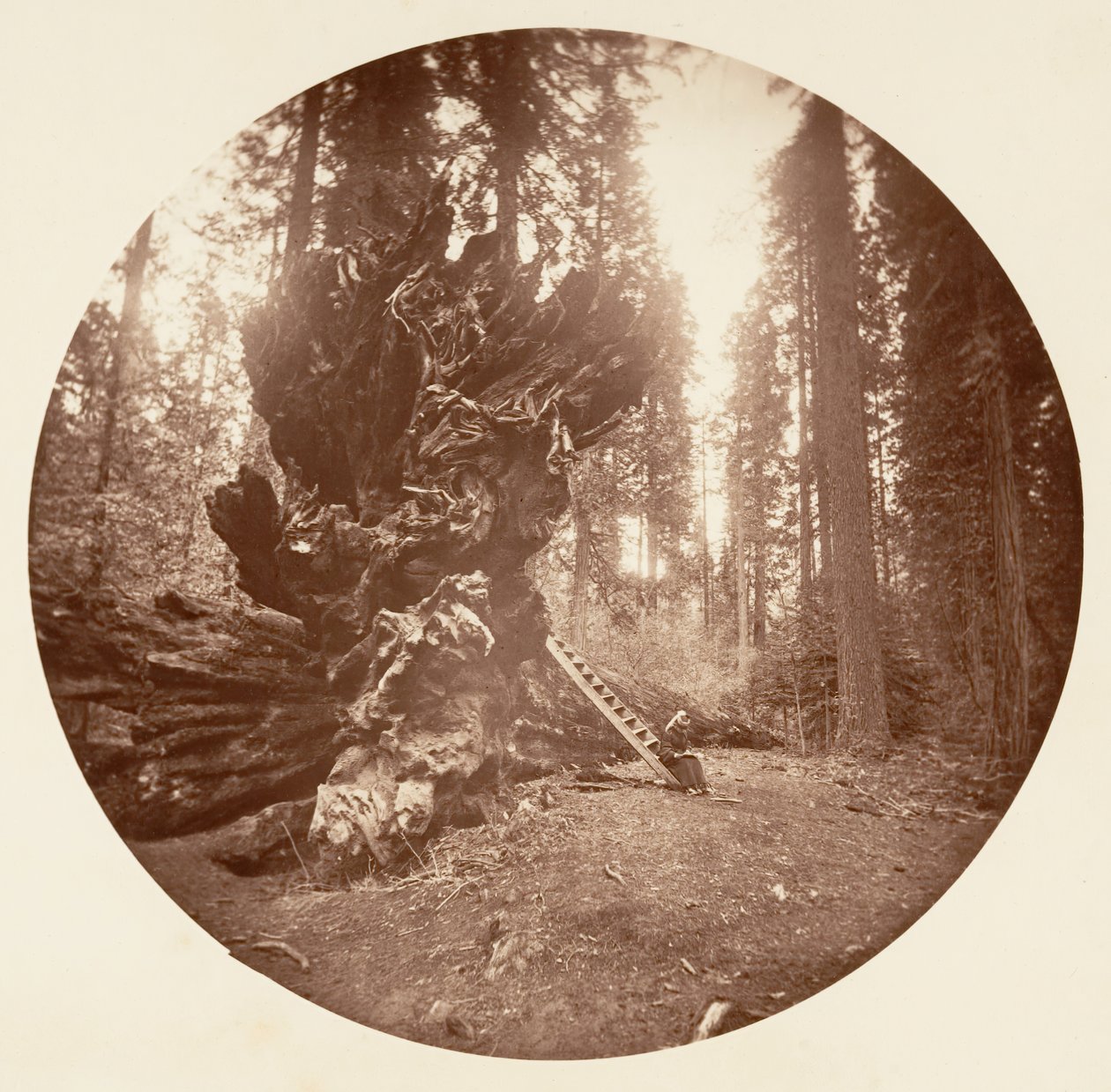 Il padre della foresta - Il lato del cavallo. Calaveras Grove da Carleton Emmons Watkins