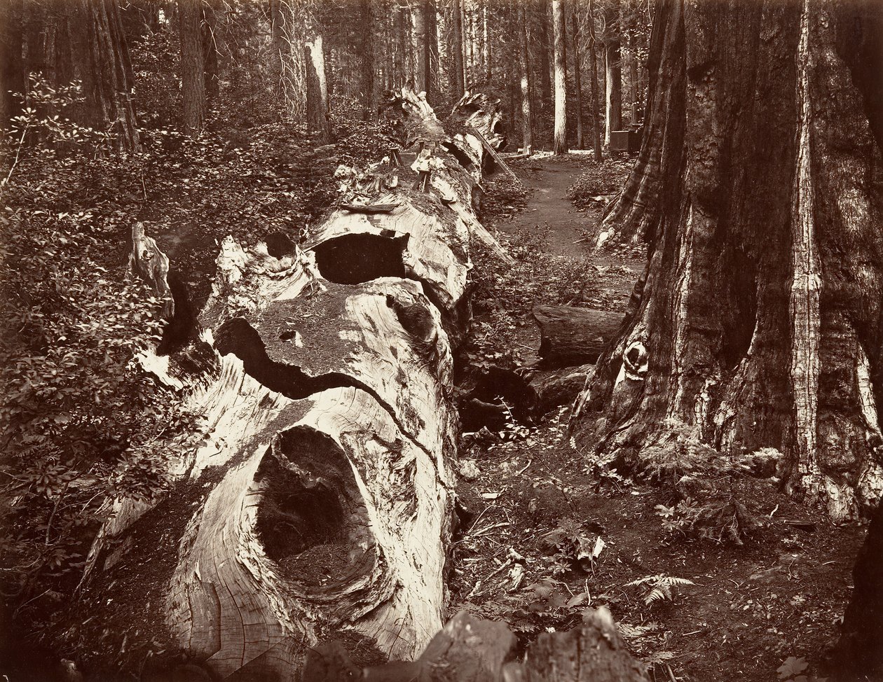 Il Padre della Foresta, circonferenza di 112 piedi, Calaveras Grove, 1865-66, stampato ca. 1876 da Carleton Emmons Watkins