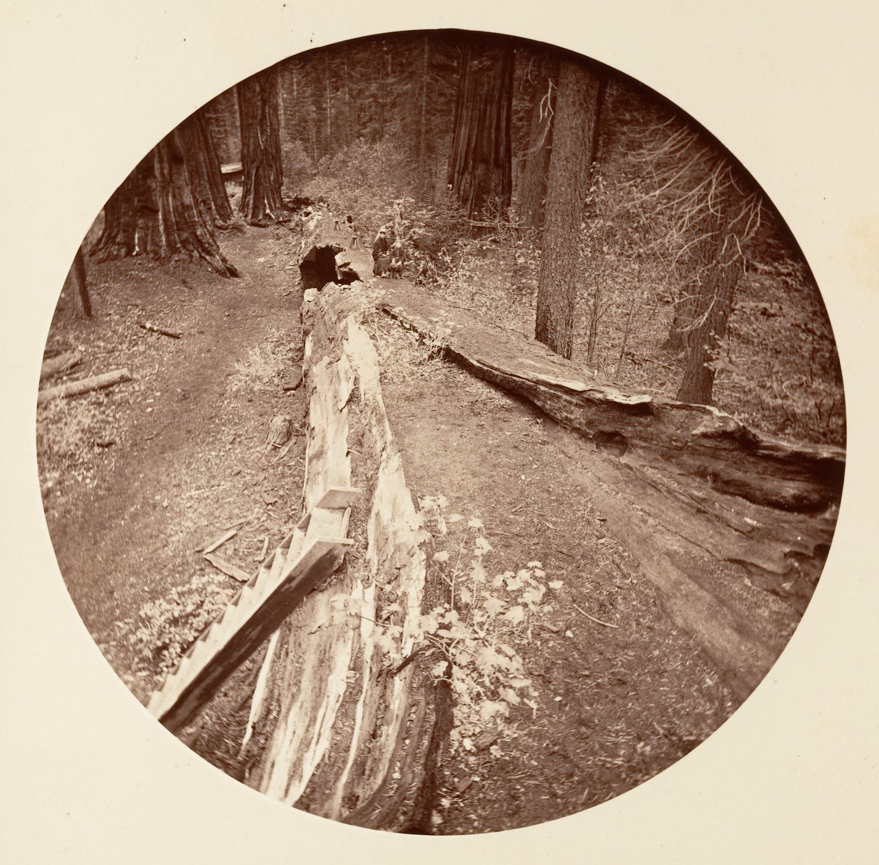 Il padre della foresta lungo 450 piedi, C. Grove, ca. 1878 da Carleton Emmons Watkins