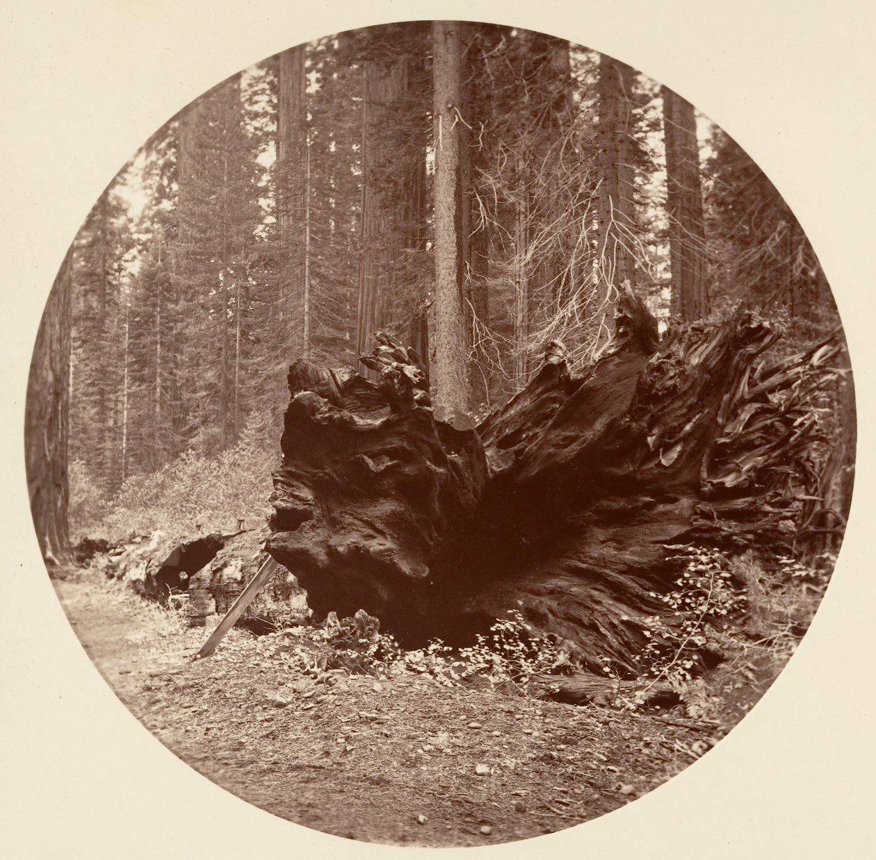 Il padre della foresta 450 ft C. Grove, ca. 1878 da Carleton Emmons Watkins