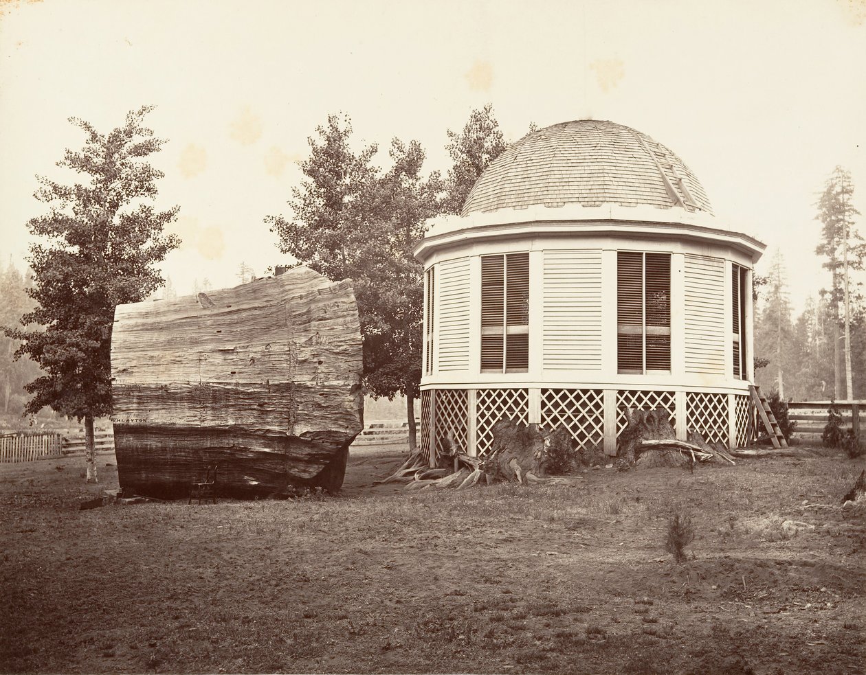 La casa sopra un ceppo di un grande albero da Carleton Emmons Watkins