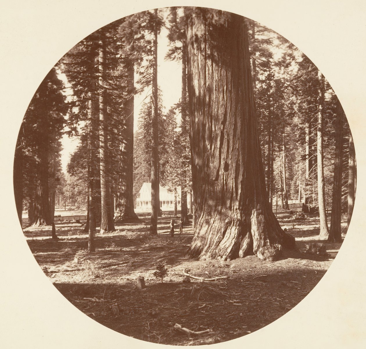 The Mammoth Grove Hotel dal Grove - Calaveras, ca. 1878 da Carleton Emmons Watkins