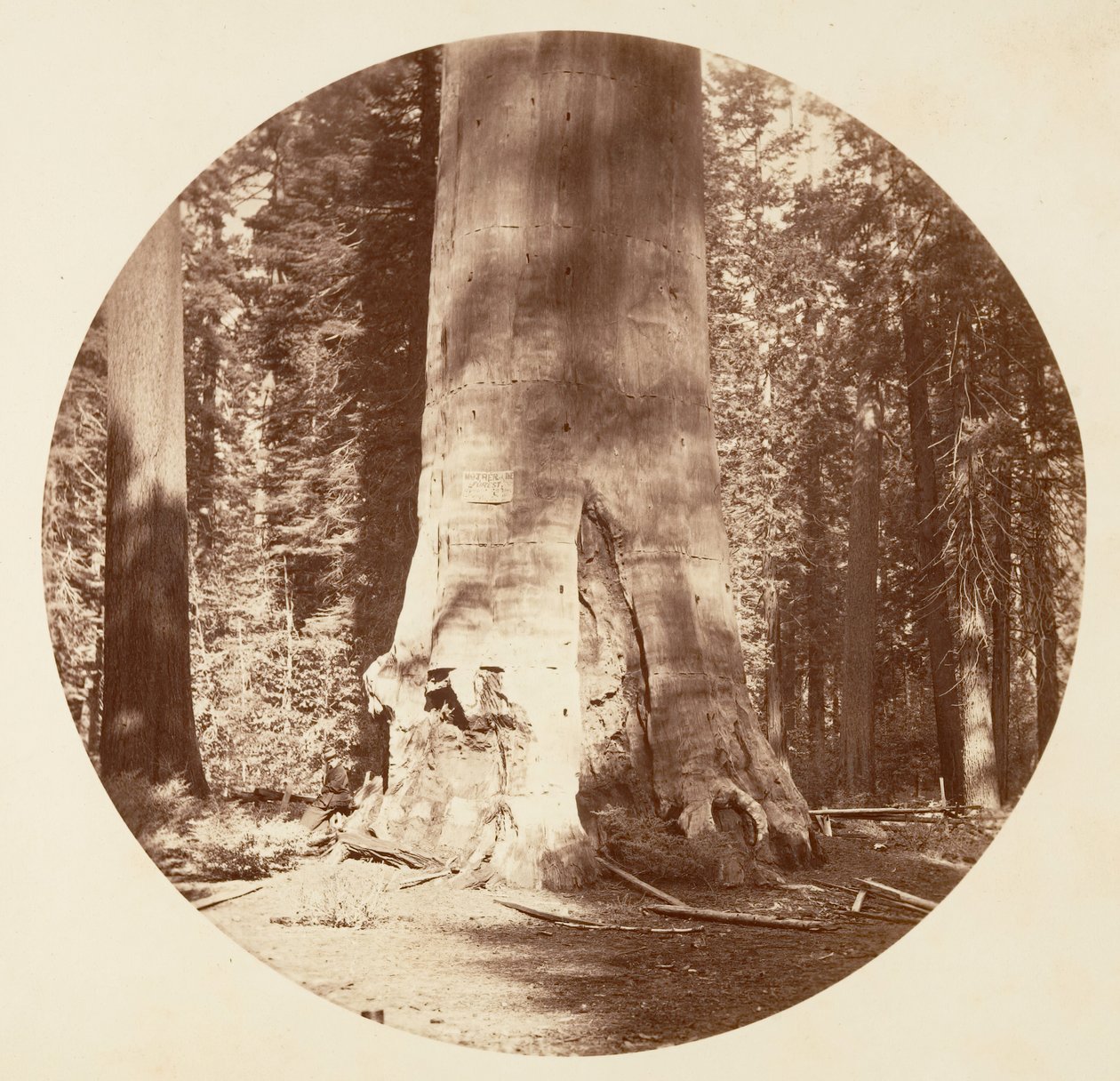 La madre della foresta - Calaveras Grove, ca. 1878 da Carleton Emmons Watkins