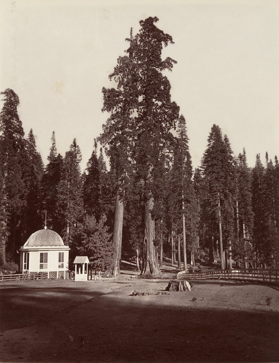 La sentinella, 315 piedi, 1865-66, stampato ca. 1876 da Carleton Emmons Watkins