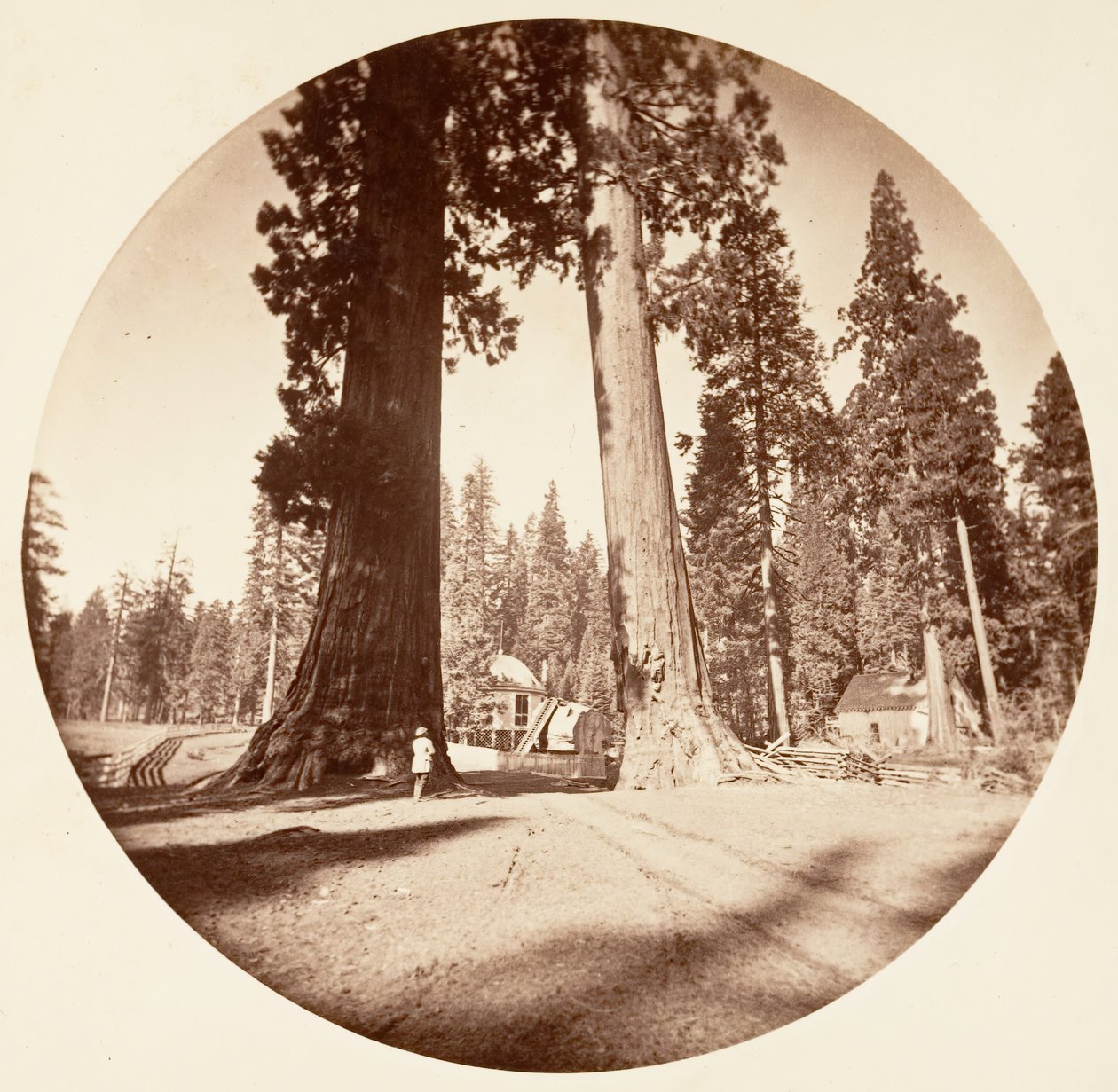 Le Sentinelle - Calaveras Grove, ca. 1878 da Carleton Emmons Watkins