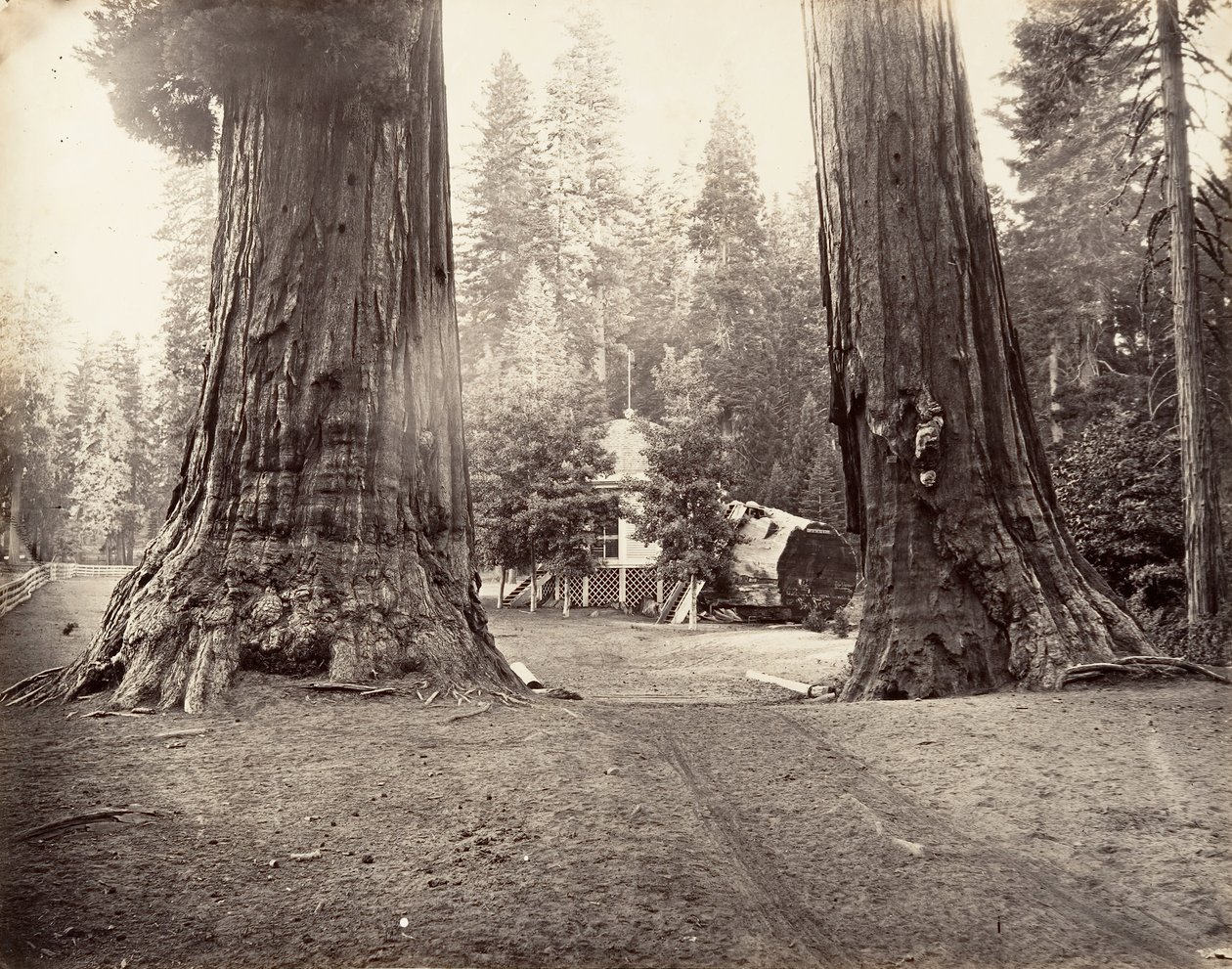 Le Sentinelle, 315 piedi, Yosemite, ca. 1872, stampato ca. 1876 da Carleton Emmons Watkins