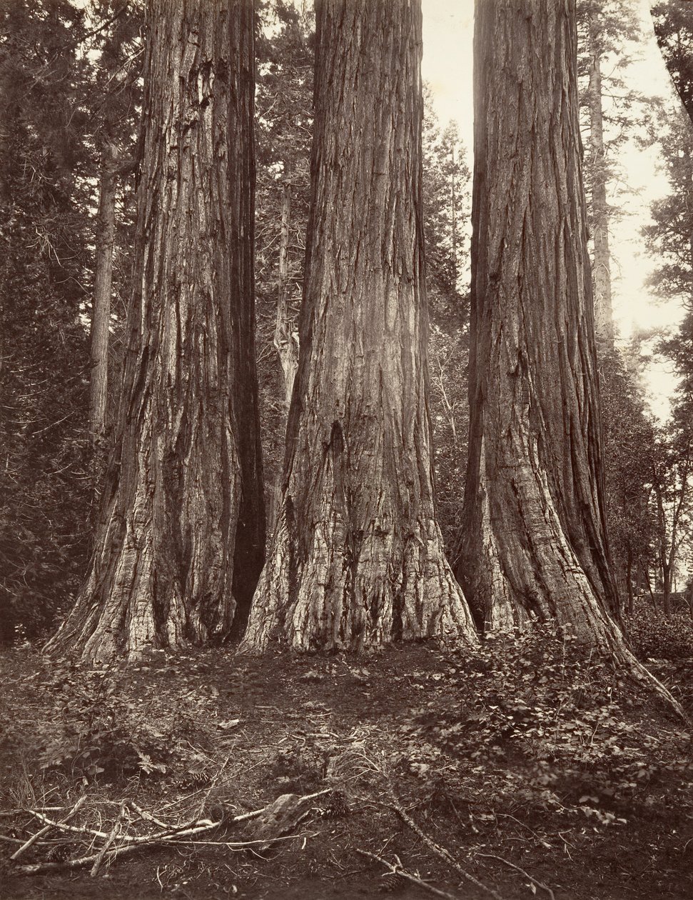 Le tre Grazie, 272 piedi, 1865-66, stampato ca. 1876 da Carleton Emmons Watkins