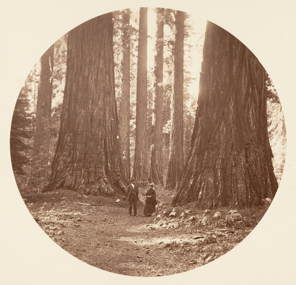 Le tre Grazie viste attraverso il bosco di Bryant e Seward Calaveras, ca. 1878 da Carleton Emmons Watkins