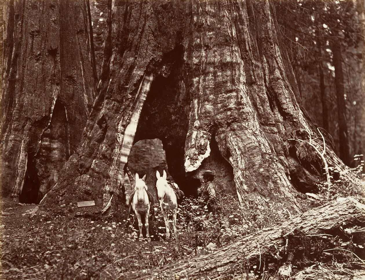Il treppiede, circonferenza di 94 piedi, 1865-66, stampato ca. 1876 da Carleton Emmons Watkins