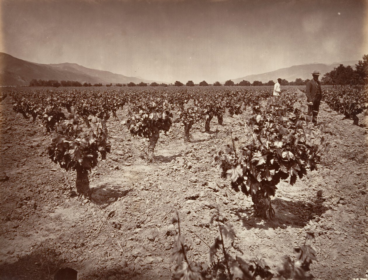 Vigneto del Ranch Camulos da Carleton Emmons Watkins