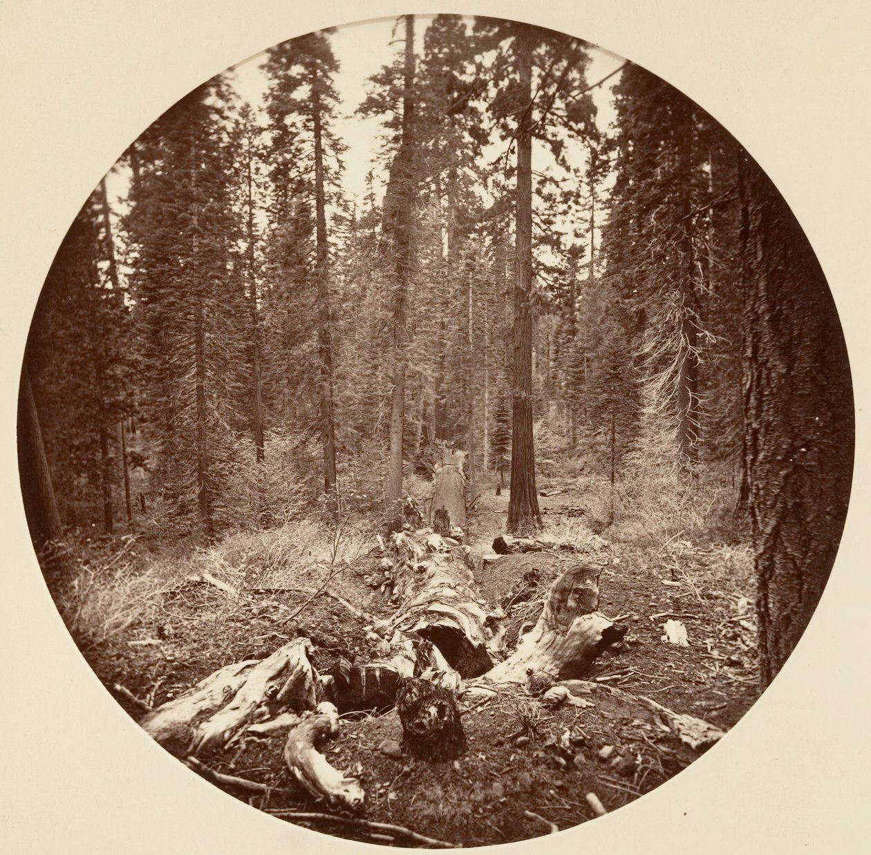 [Parco Nazionale di Yosemite, California], ca. 1878 da Carleton Emmons Watkins
