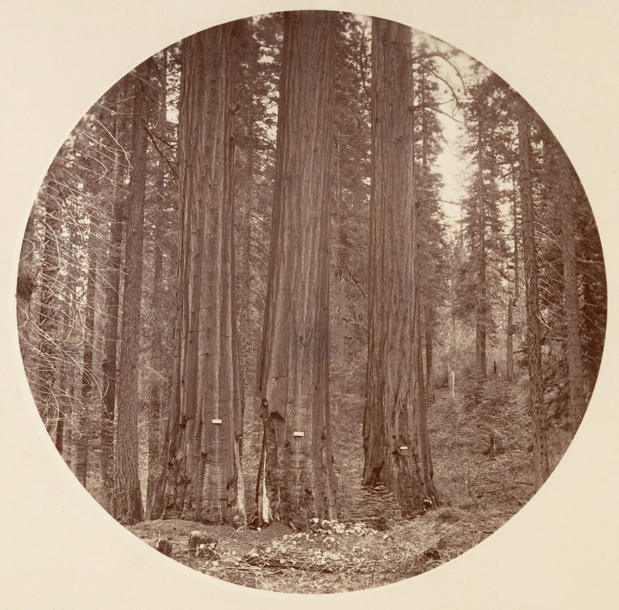 [Parco Nazionale di Yosemite, California], ca. 1878 da Carleton Emmons Watkins