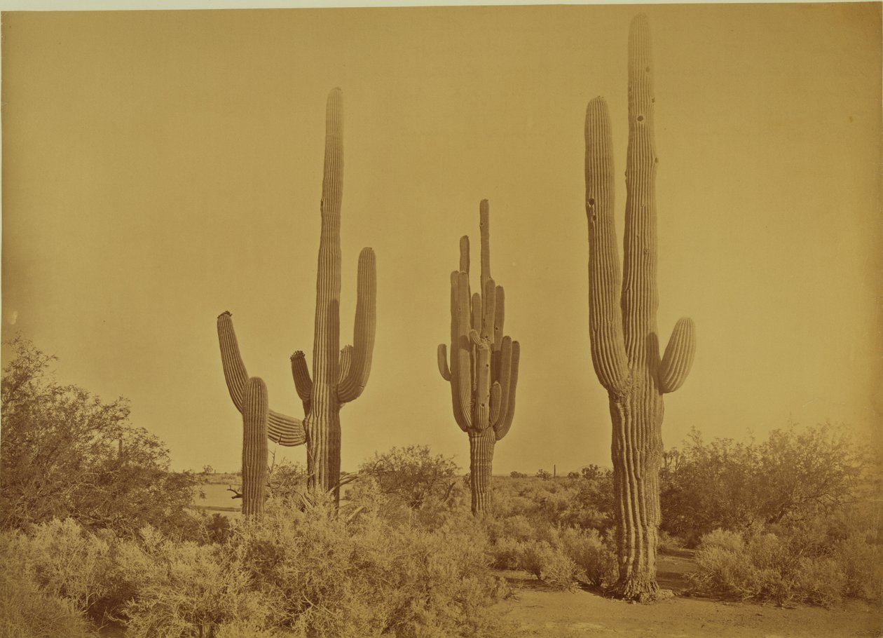 [Cactus, Arizona - Cereus Giganteus] da Carleton Watkins