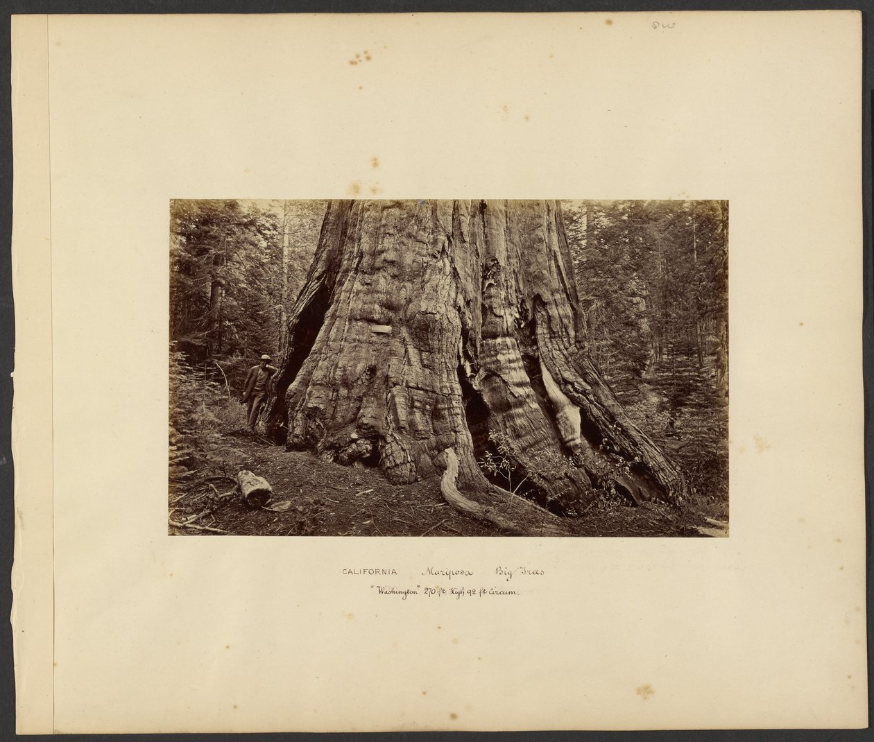 [California - Grandi alberi di Mariposa, "Washington" alto 270 piedi, 92 piedi di circonferenza]. da Carleton Watkins