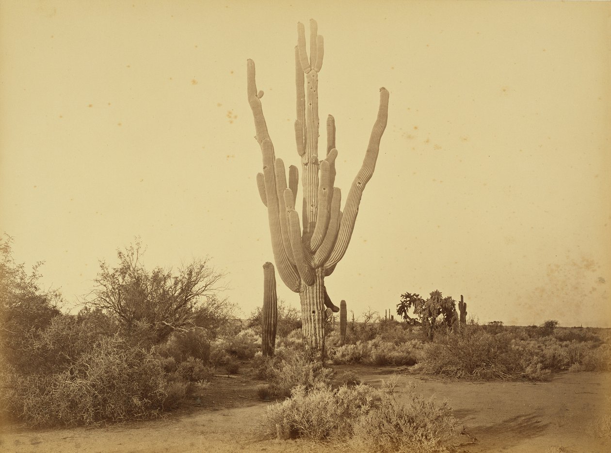 [Cereus giganteus, S.P.R.R., Arizona.] da Carleton Watkins