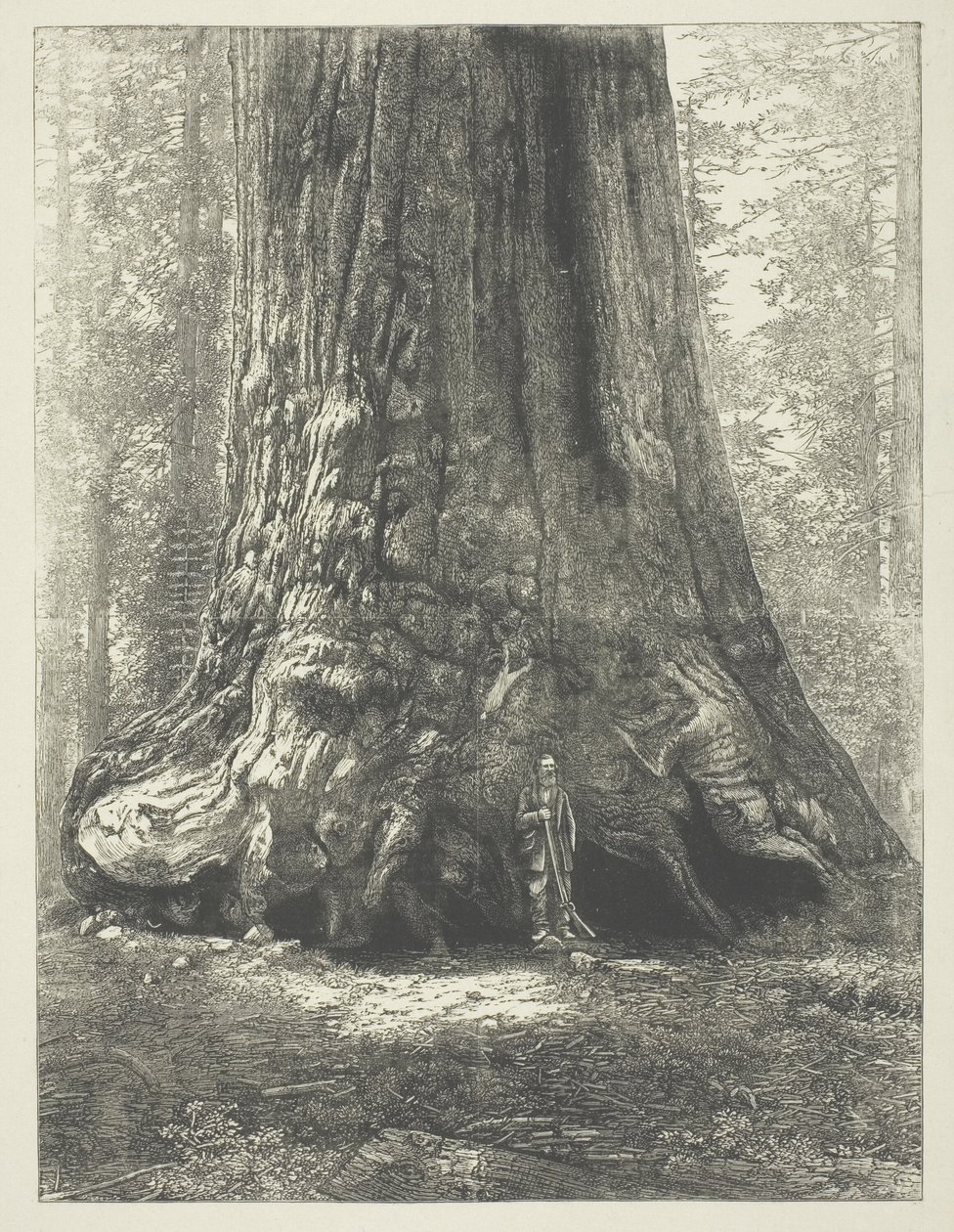 Copia di "Galen Clark Before the Grizzly Giant" di Carleton Watkins. da Carleton Watkins