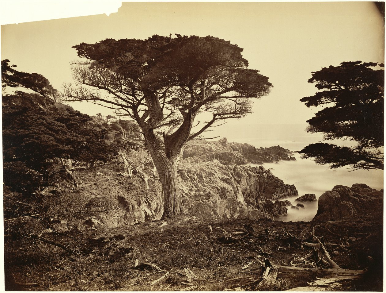 [Cypress Point, Monterey] da Carleton Watkins