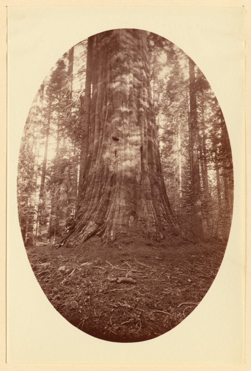 [Empire State Calaveras Grove] da Carleton Watkins
