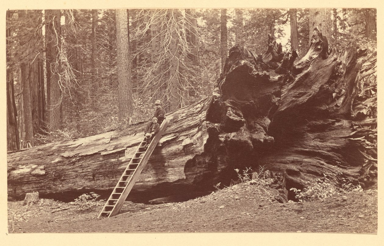 [Padre del Bosco Calaveras Grove] da Carleton Watkins