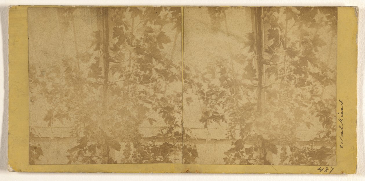 Weinreben da Carleton Watkins