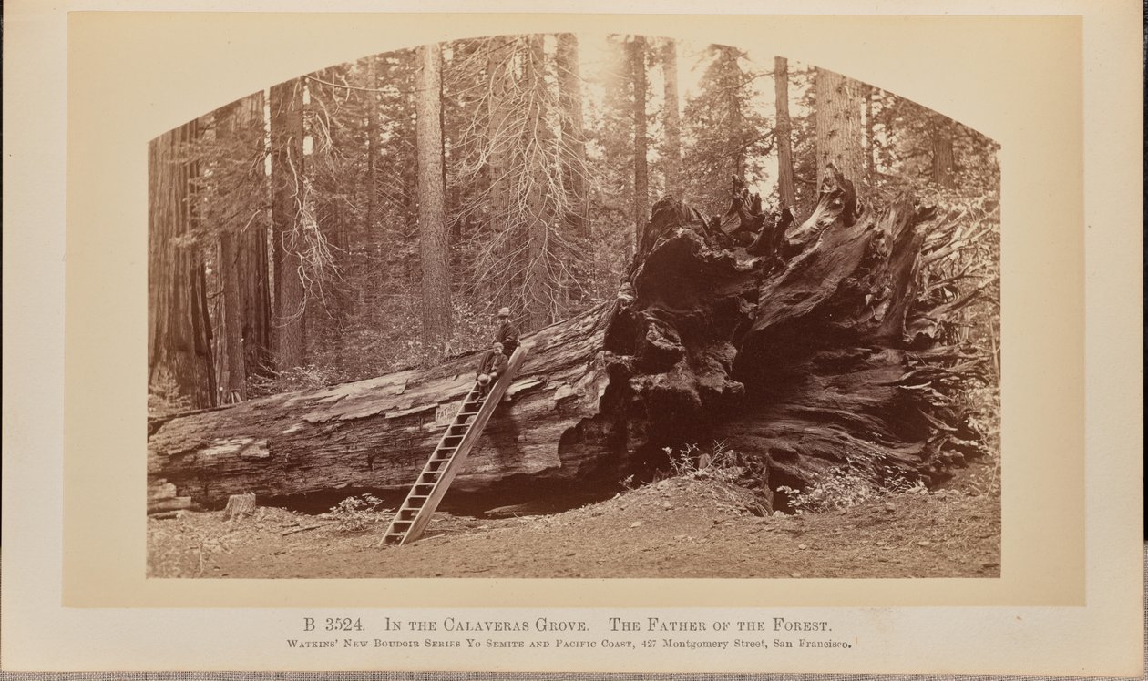 Nel boschetto di Calaveras. Il padre della foresta da Carleton Watkins