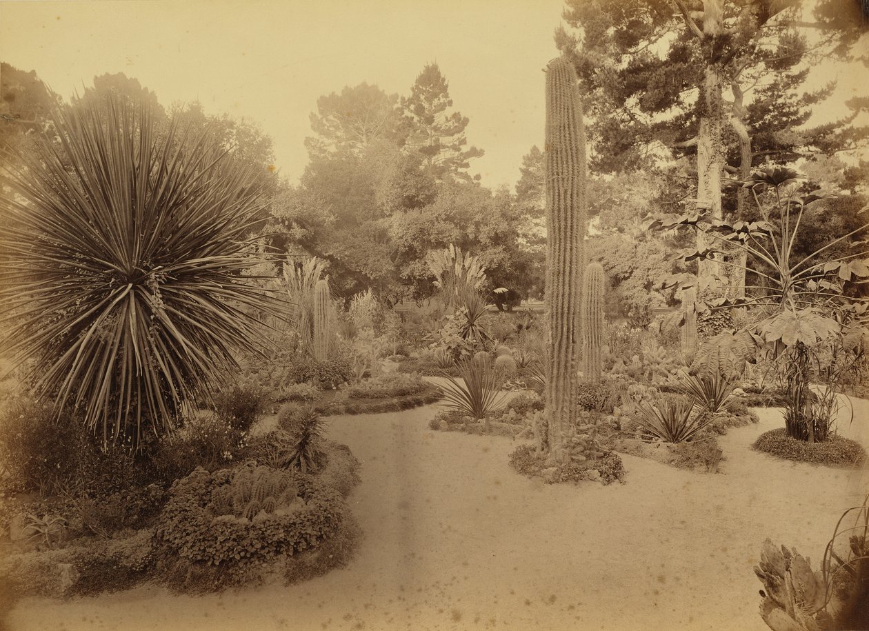 [Monterey, California. Arizona Garden, Hotel Del Monte.] da Carleton Watkins