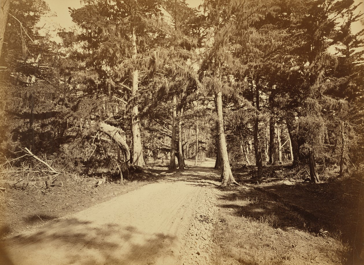 [Monterey, California. Moss Avenue, 18 Mile Drive]. da Carleton Watkins