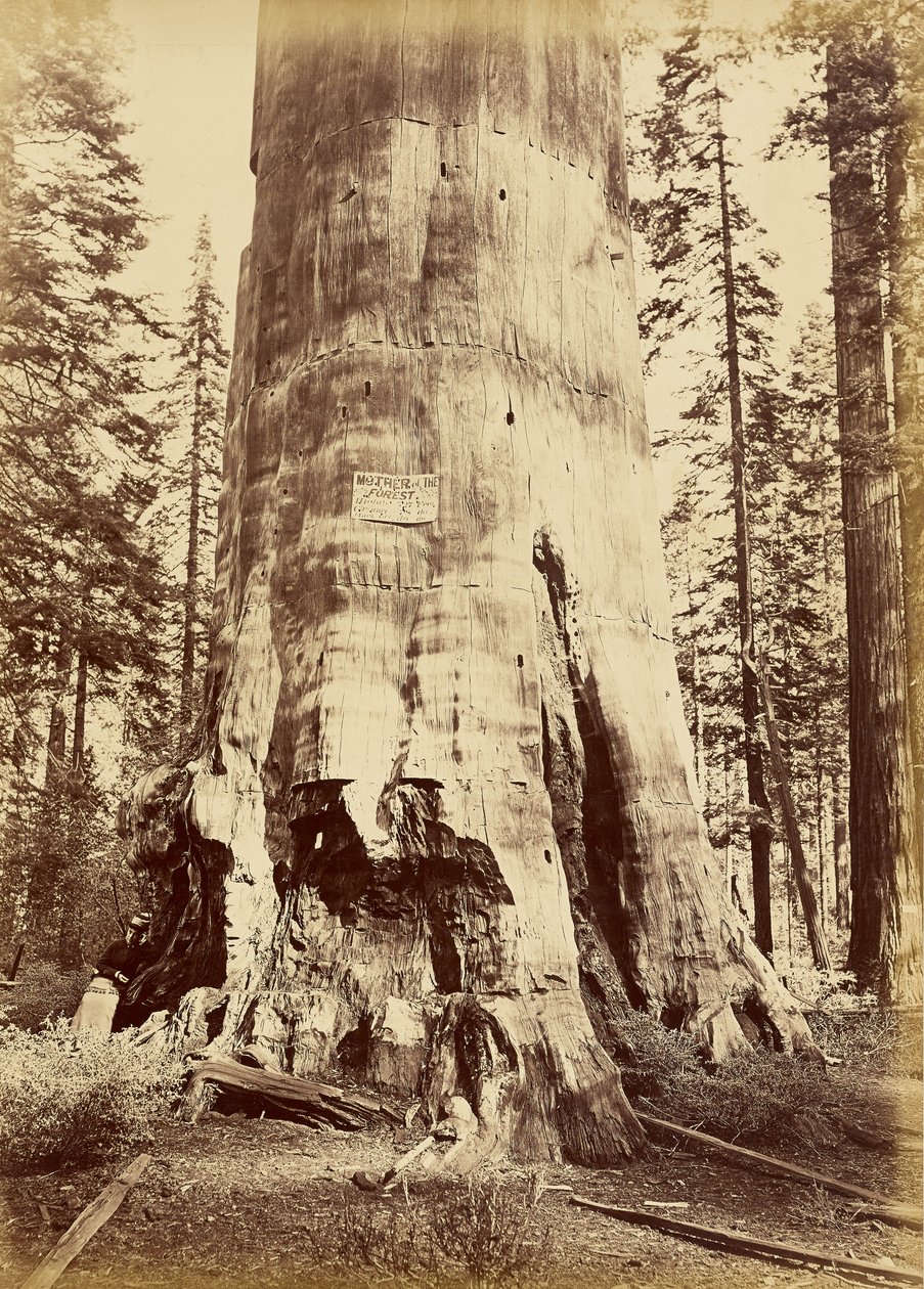 [Madre della foresta, alta 221 piedi] da Carleton Watkins