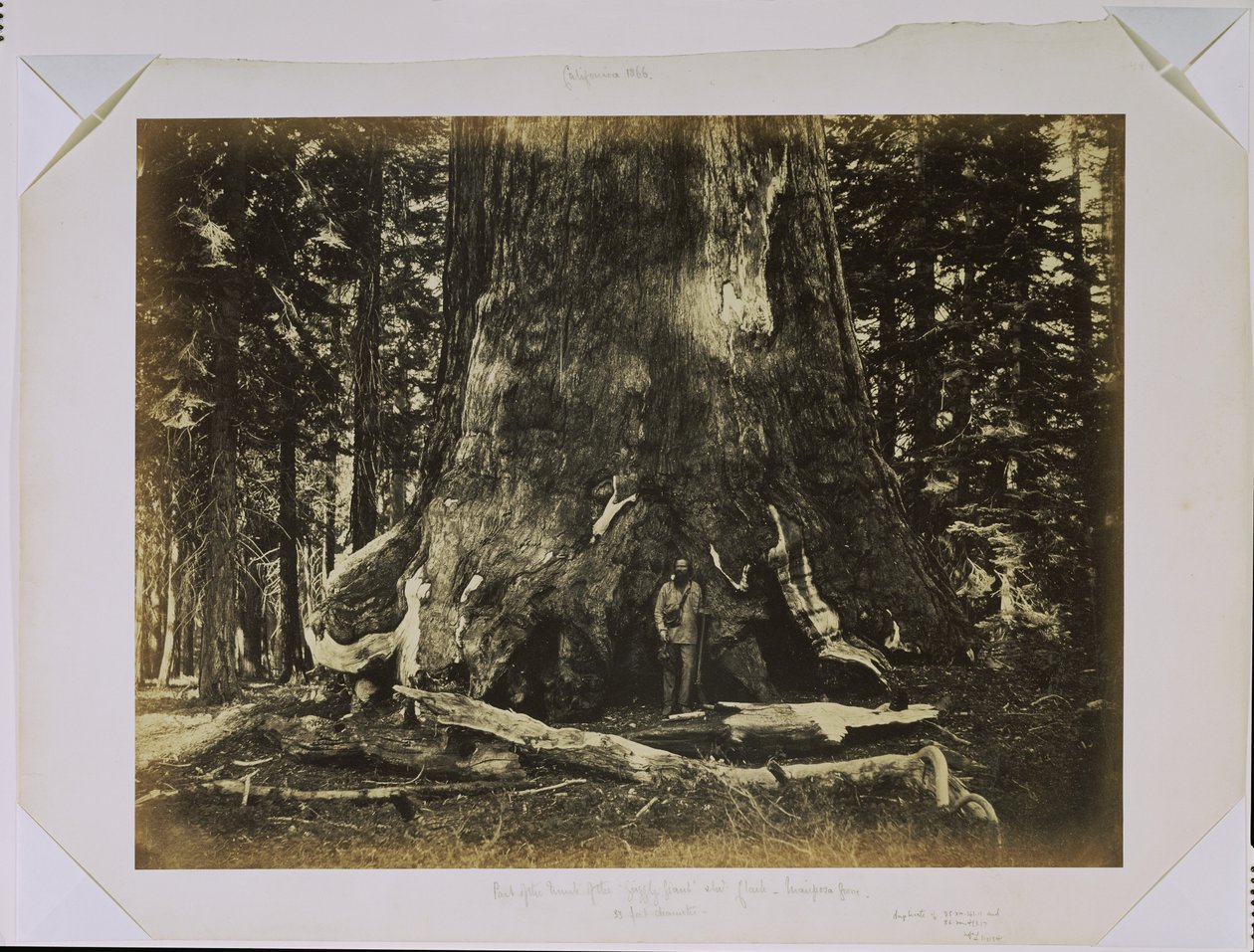 [Parte del tronco del "Grizzly Giant" con Clark - Mariposa Grove - 33 piedi di diametro] da Carleton Watkins