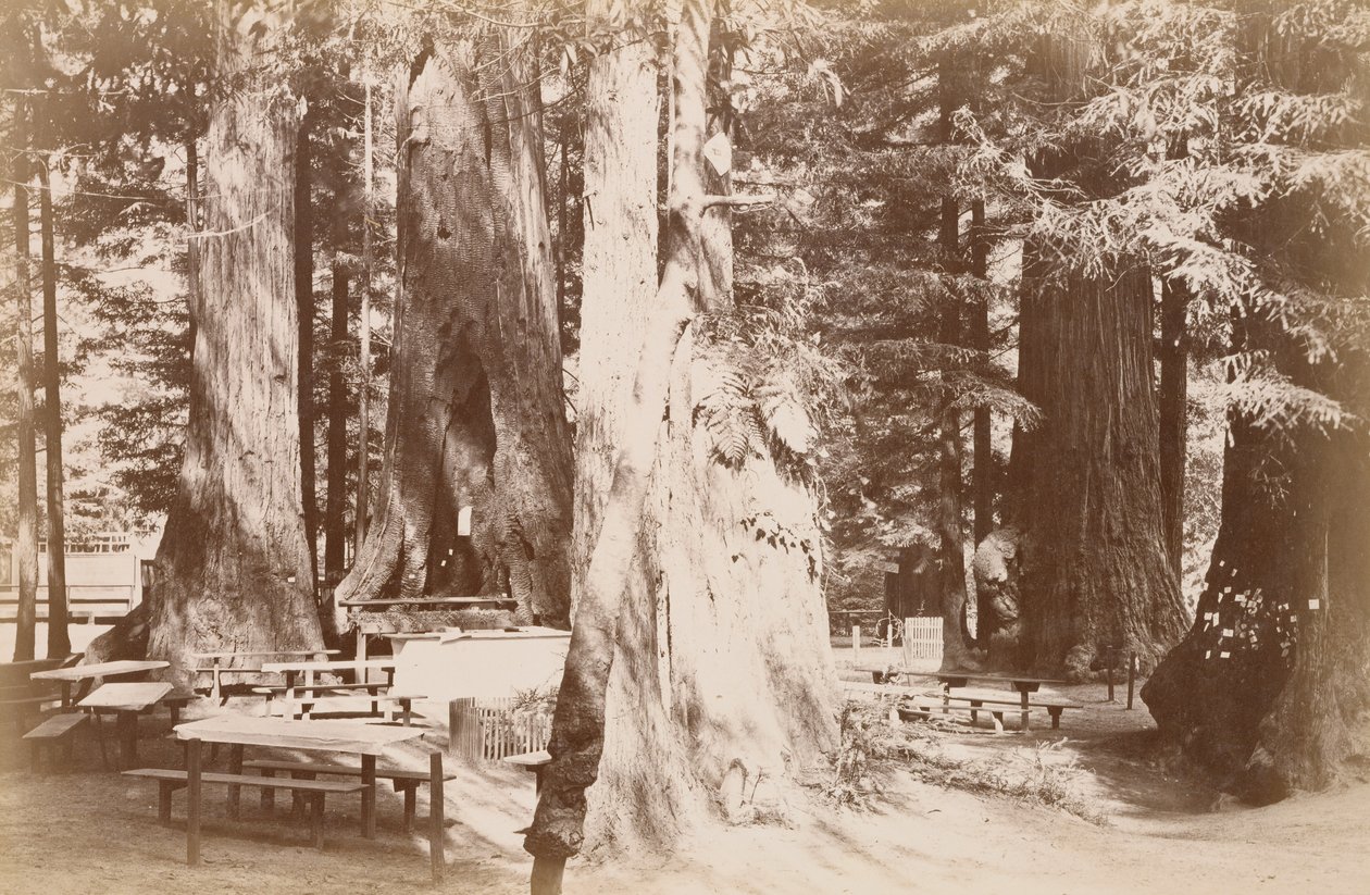 [Tavolo da picnic in un boschetto di sequoie] da Carleton Watkins