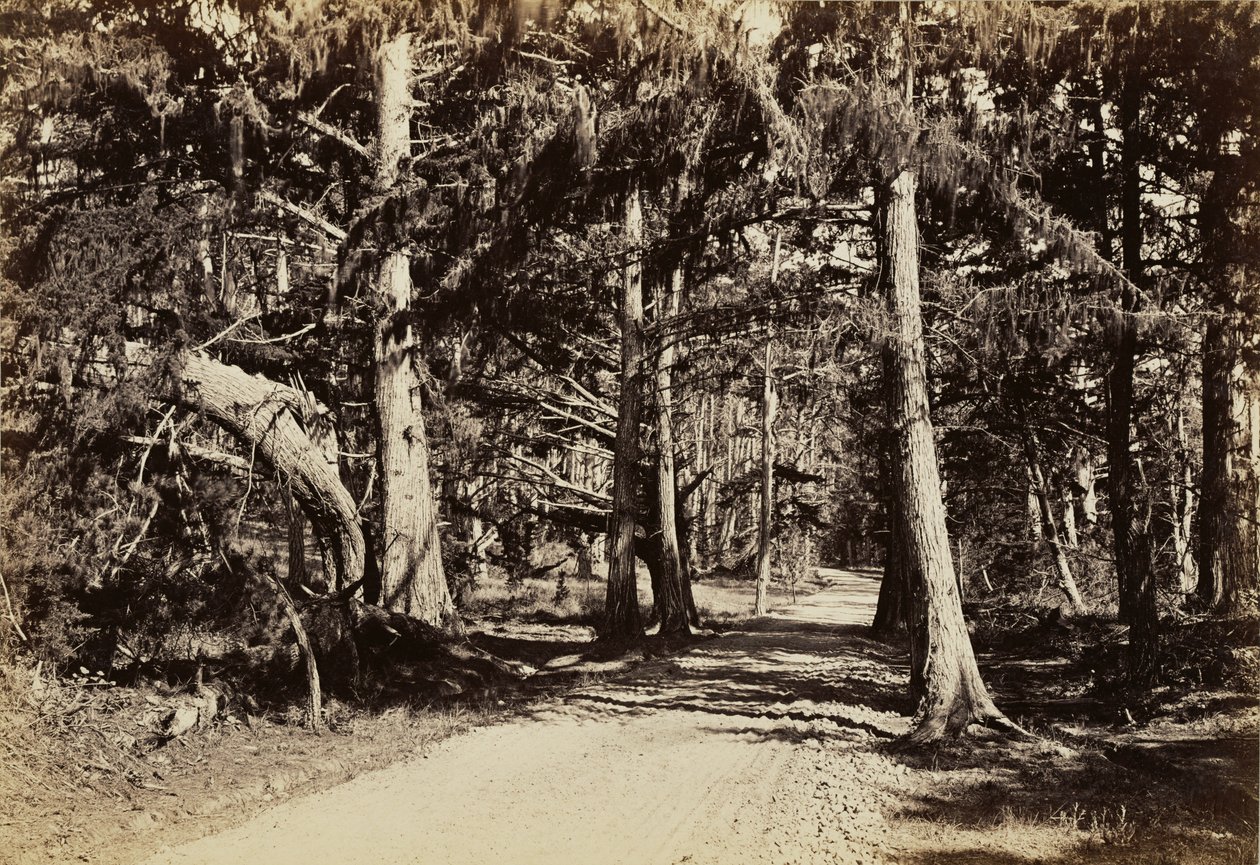 [Strada attraverso un boschetto di cipressi] da Carleton Watkins