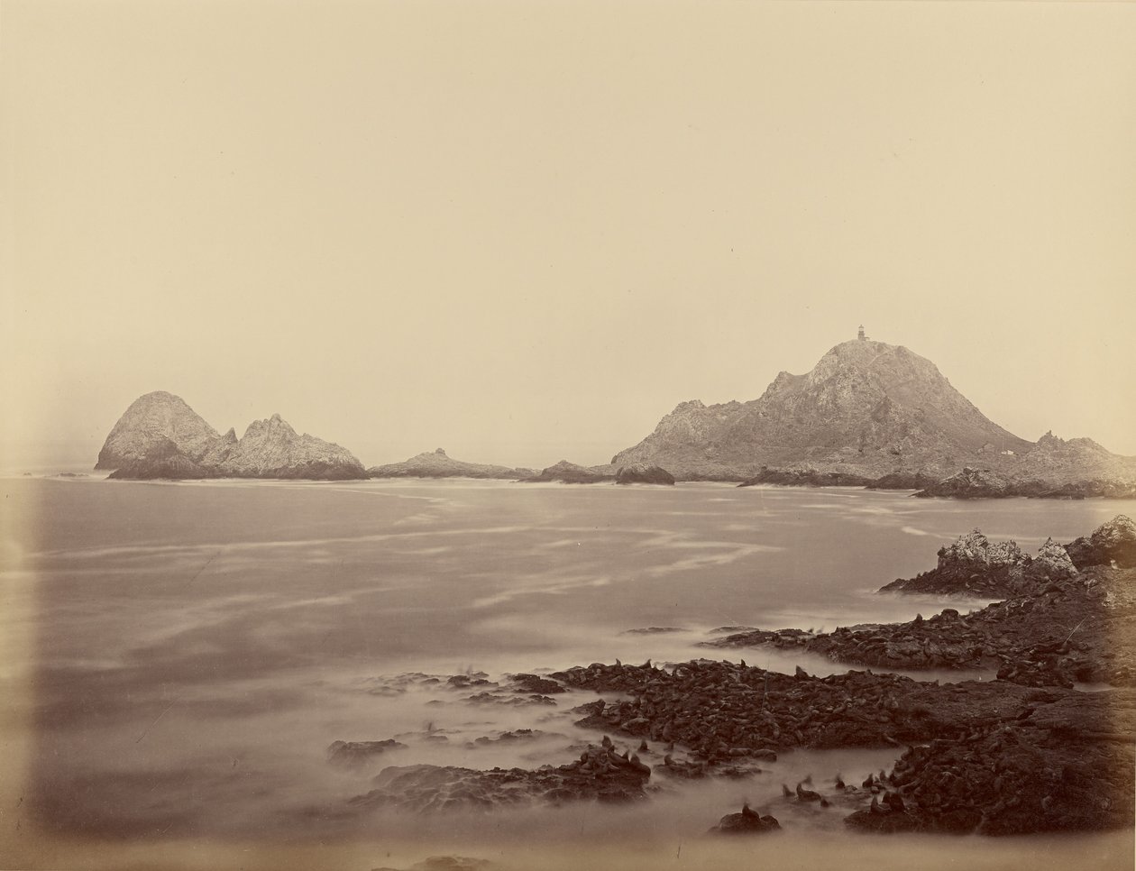 Seal Point dall