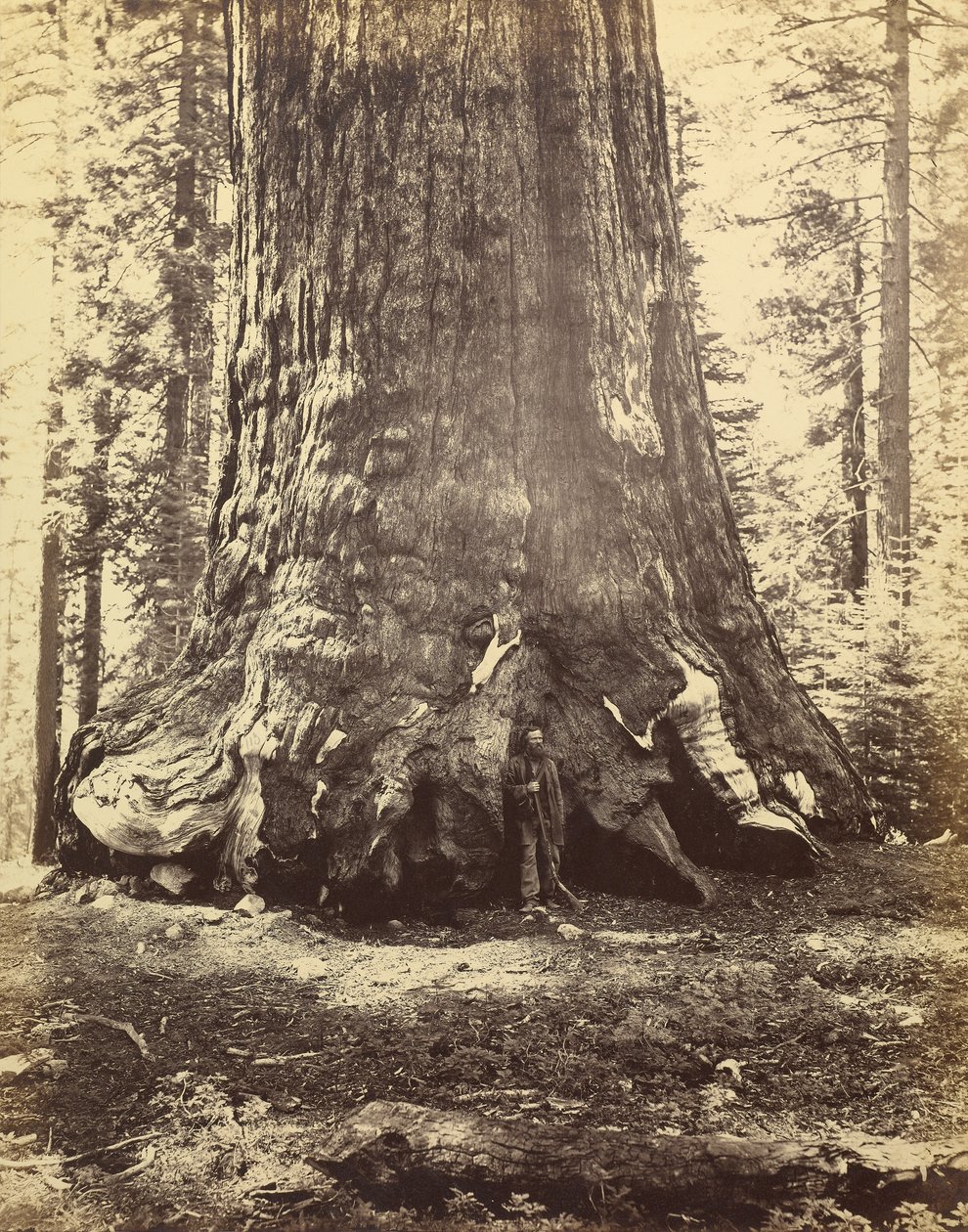 [Sezione del Gigante Grizzly] da Carleton Watkins
