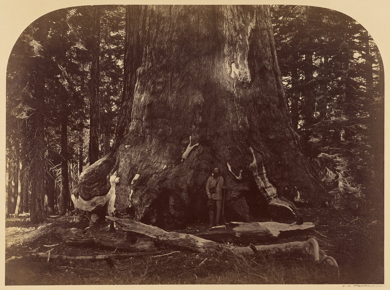 Sezione del Grizzly Giant, Mariposa Grove, diametro 33 piedi da Carleton Watkins
