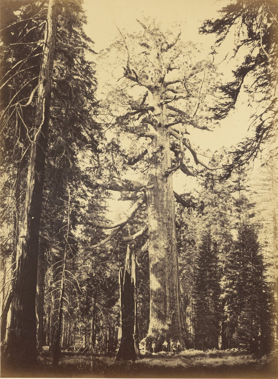 Sequoia gigantea - «Grizzly Giant» - Mariposa Grove da Carleton Watkins