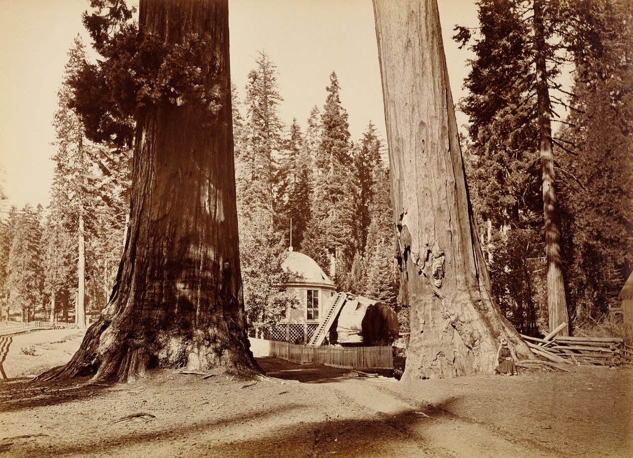 Il ceppo del Padiglione visto attraverso le Sentinelle, Calaveras Grove da Carleton Watkins