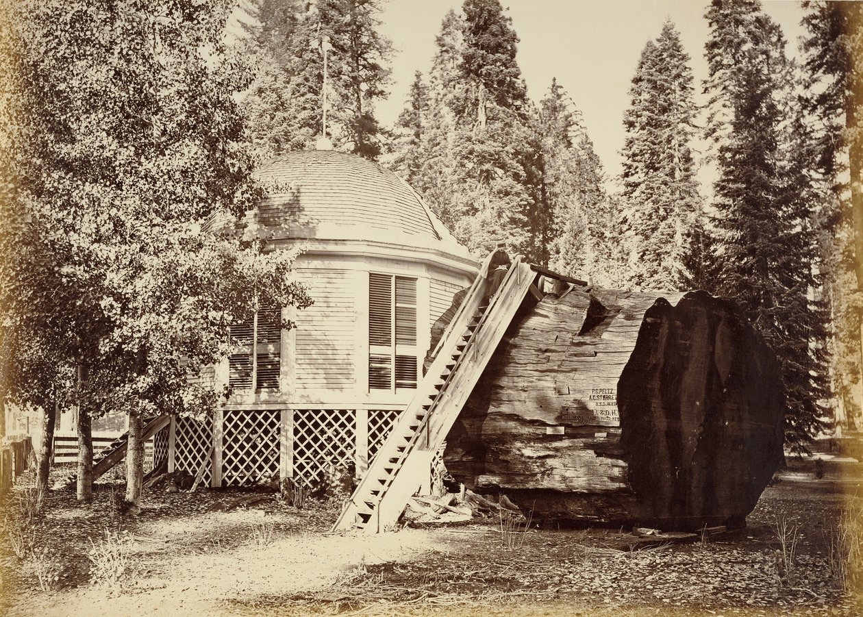 Il padiglione sul ceppo, diametro 28 piedi da Carleton Watkins