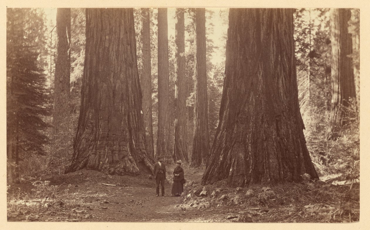 Le tre Grazie, Calaveras Grove da Carleton Watkins