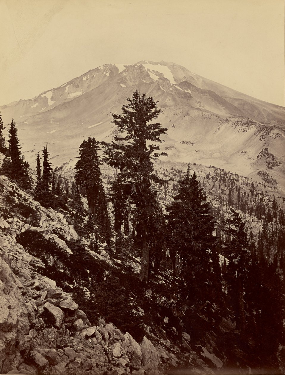 [Williamsonii, Monte Shasta] da Carleton Watkins