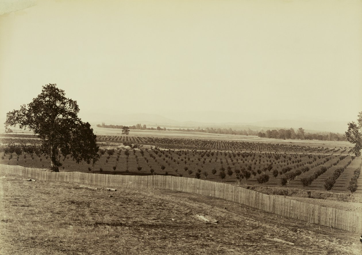 [Giovane frutteto, Palermo, contea di Butte] da Carleton Watkins