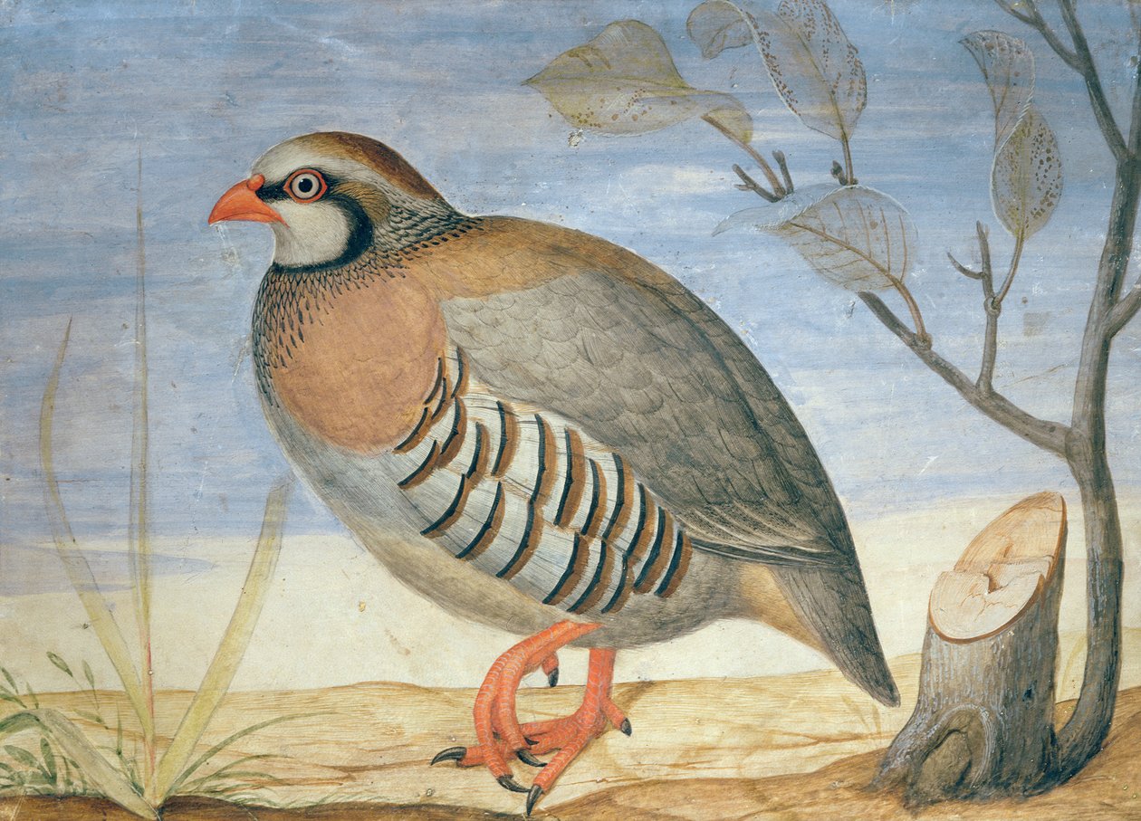 Una pernice dalle zampe rosse da Carlo Battaglia