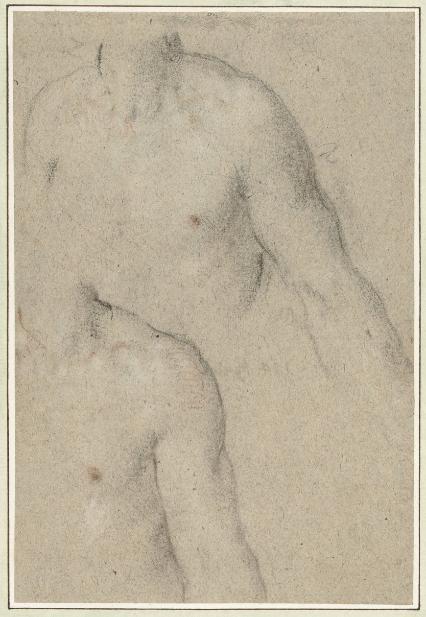 Due studi del torso di un giovane da Carlo Caliari