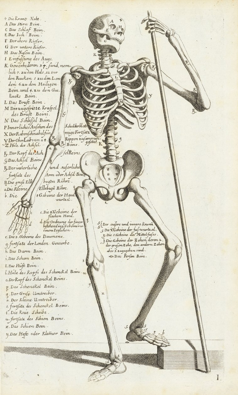 Studio anatomico dello scheletro umano di Carlo Cesi da Carlo Cesi